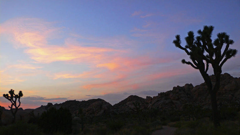 无人,公园,横图,室外,夜晚,日落,美国,云,树,粉色,黑色,天空,黄昏,摄影,北美,北美洲,国家公园,加利福尼亚,美洲,剪影,加州,加利福尼亚州,金州,黄金州,北亚美利加洲,亚美利加洲,约书亚树国家公园,美国人,彩图,美利坚合众国