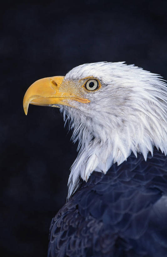 无人,横图,美国,邮轮,摄影,阿拉斯加东南半岛,彩图