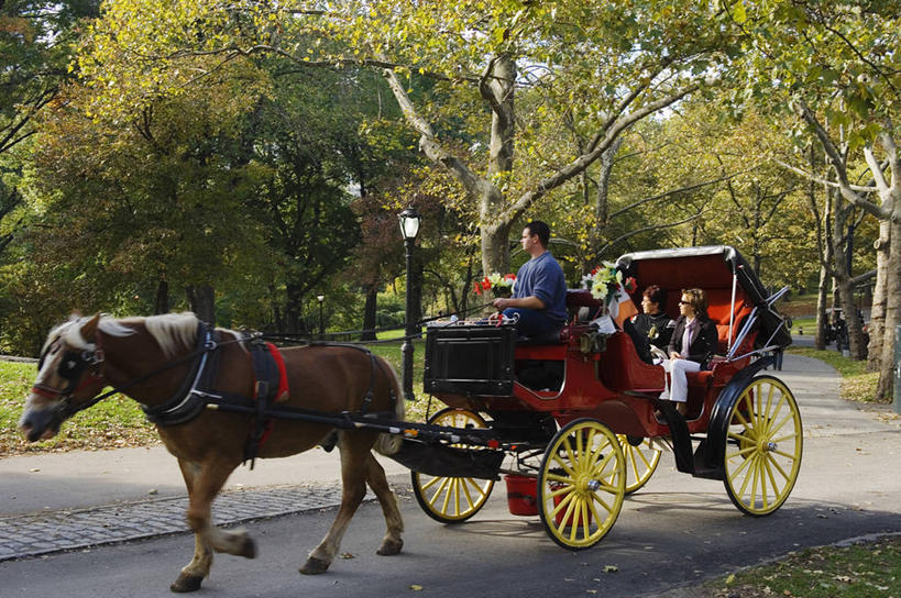 横图,旅游,出租车,纽约,美国,行人,游客,游人,马车,曼哈顿,路人,旅客,车,交通工具,运输,摄影,载具,拜访,中央公园,过客,彩图