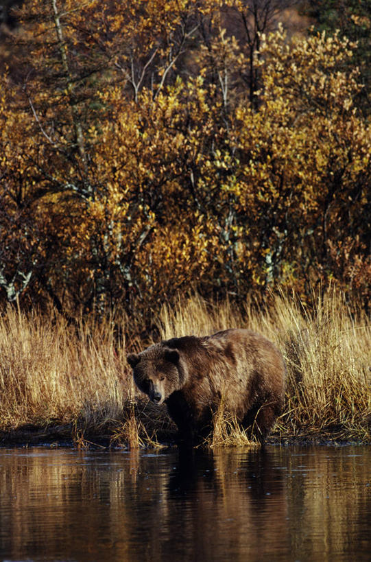 无人,竖图,室外,河流,水,哺乳动物,野生动物,熊,美国,反射,捕食,褐色,动物,摄影,秋天,棕熊,彩图