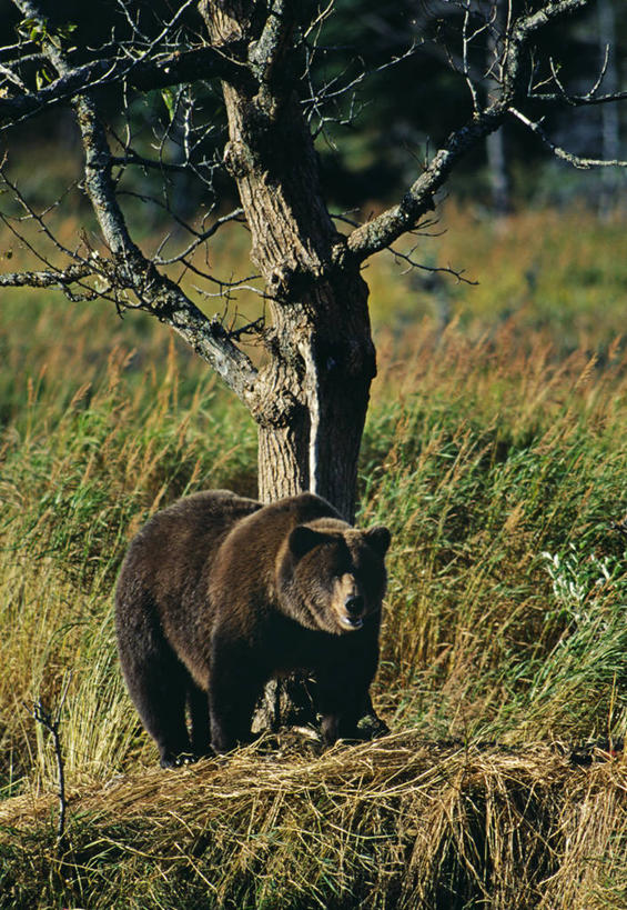 无人,竖图,哺乳动物,野生动物,熊,美国,捕食,褐色,动物,摄影,棕熊,彩图