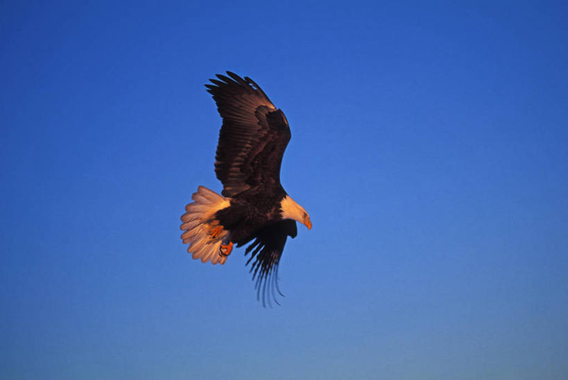 无人,横图,室外,鹅,野生动物,美国,鸟类,动物,春天,季节,摄影,北美,喙,加拿大黑雁,濒危物种,彩图,动物行为