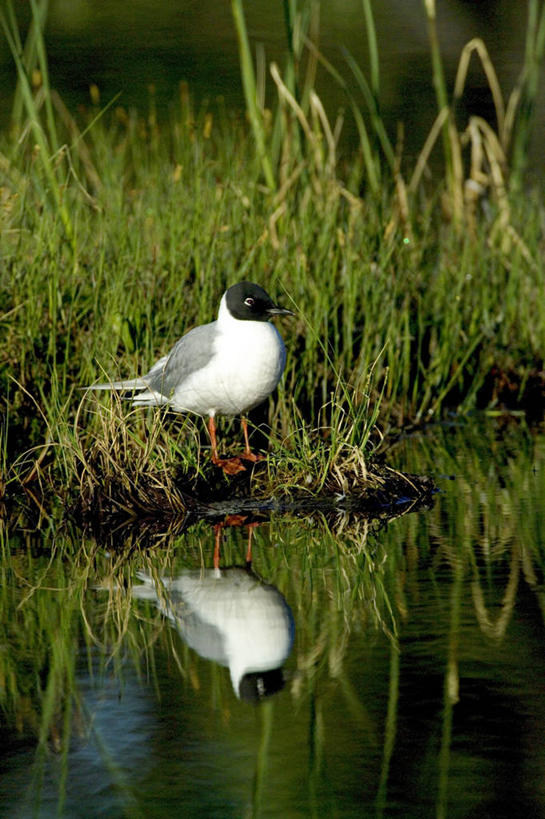 无人,竖图,室外,湖,水,海鸥,野生动物,美国,反射,鸟类,鸟巢,草,动物,摄影,北美,喙,彩图,动物行为,阿拉斯加山脉,博氏鸥