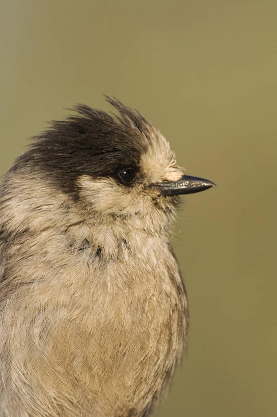 无人,横图,室外,野生动物,美国,鸟类,动物,春天,摄影,北美,彩图,太平洋潜鸟,繁殖季节,动物学,阿拉斯加山脉