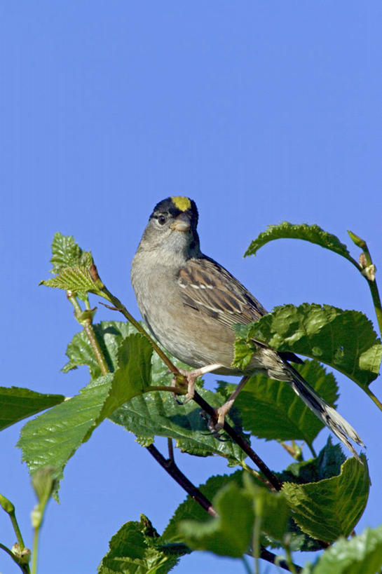 无人,横图,室外,湖,水,美国,波纹,环保,反射,自然,船尾波,波浪,摄影,能源,环境,回收,资源,北美,利用,低碳,循环,持续,彩图,太平洋潜鸟,阿拉斯加山脉
