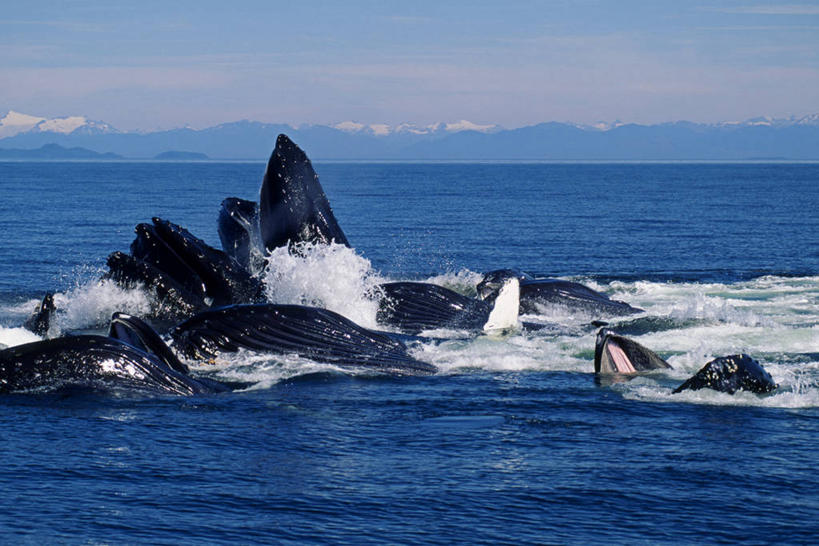 无人,横图,海洋,水,哺乳动物,野生动物,美国,溅,动物,摄影,鲸,太平洋,鲸类,驼背鲸,喂养,亚历山大群岛,彩图