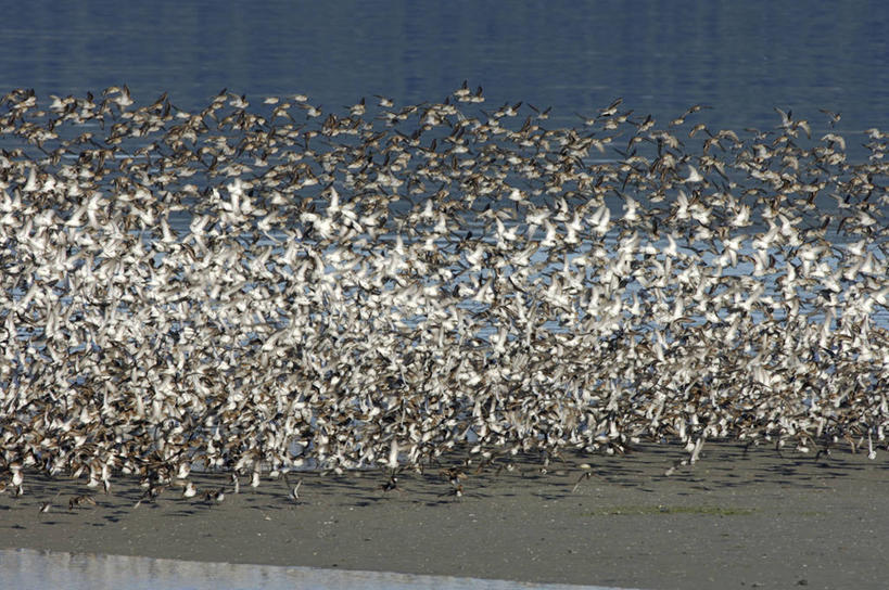 无人,横图,室外,野生动物,美国,起飞,鸟类,沙子,数字,飞,动物,春天,季节,摄影,迁徙,北美,滩涂,矶鹞,迷惑,黑腹滨鹬,海滩,彩图,动物学