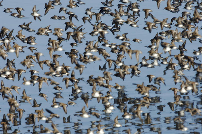 成年人,一个人,横图,室外,秘鲁,仅一个女性,放牧,高处,南美,摄影,拉丁美洲,印第安人,牧人,安地斯山脉,女人,绵羊,彩图,传统服装,旅行,传统文化