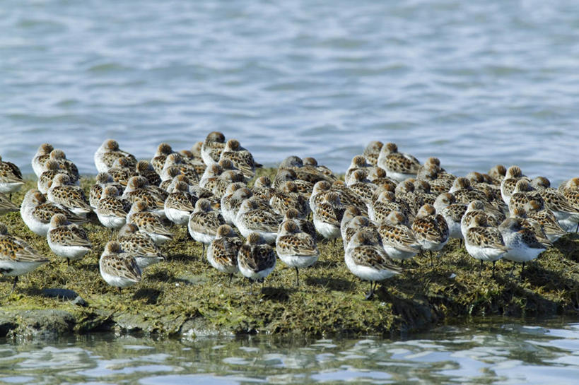 无人,横图,室外,水,野生动物,美国,鸟类,数字,海湾,动物,春天,休息,季节,摄影,迁徙,北美,滩涂,矶鹞,黑腹滨鹬,睡觉,彩图,动物学
