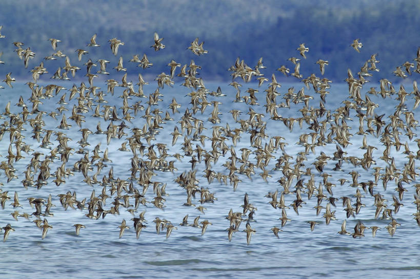 无人,横图,室外,水,野生动物,美国,起飞,鸟类,数字,海湾,飞,动物,春天,季节,摄影,迁徙,北美,滩涂,矶鹞,迷惑,黑腹滨鹬,彩图,动物学
