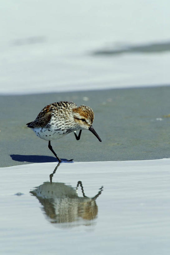 摄影师,横图,室外,山,山脉,雪,野生动物,美国,鸟类,数字,地形,拍照,动物,春天,季节,摄影,迁徙,北美,滩涂,矶鹞,黑腹滨鹬,海滩,彩图,动物学