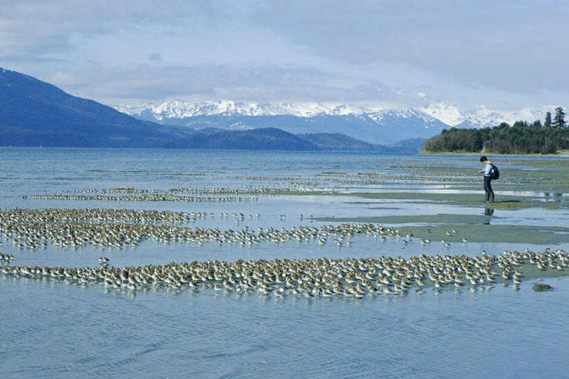 摄影师,横图,室外,山,山脉,雪,野生动物,美国,鸟类,数字,地形,拍照,动物,春天,季节,摄影,迁徙,北美,滩涂,矶鹞,黑腹滨鹬,海滩,彩图,动物学