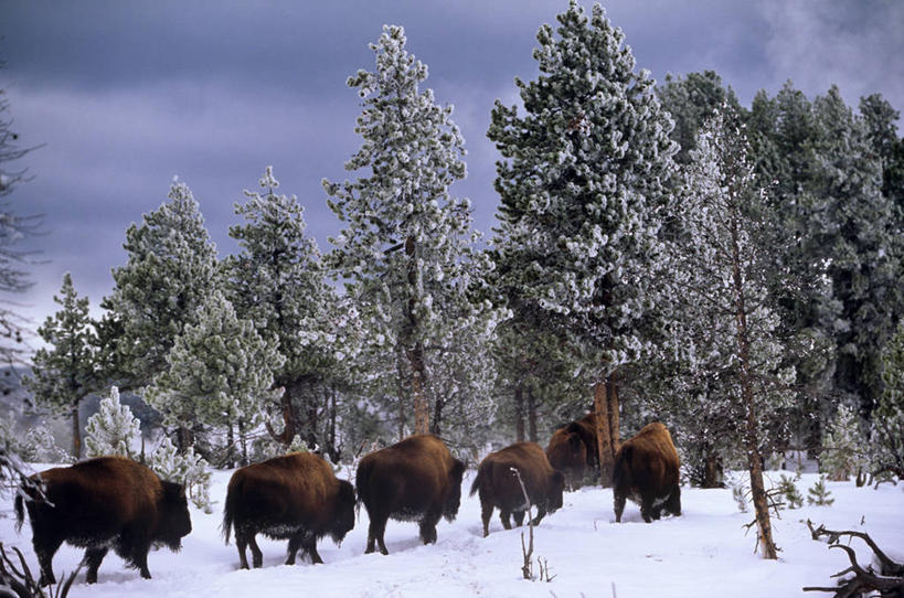无人,横图,室外,探险,水,雪,美国,蒸汽,地形,冬天,热,风景,泡泡,寒冷,摄影,保护,盆地,北美,北美洲,国家公园,美洲,黄石公园,间歇泉,北亚美利加洲,亚美利加洲,爱达荷,矿物质,美国人,彩图,美利坚合众国