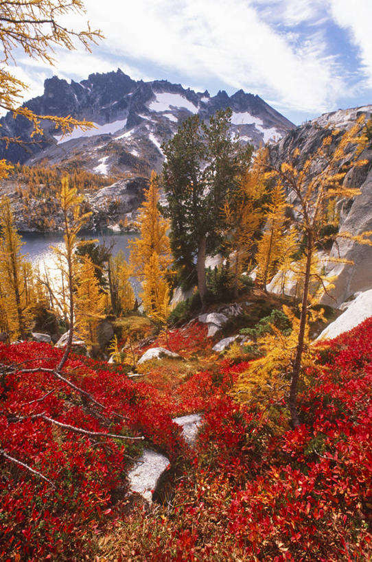 无人,竖图,彩色,室外,探险,山,山脉,美国,树,风景,季节,摄影,五颜六色,色彩斑斓,北美,北美洲,美洲,五彩缤纷,华盛顿州,落叶松,北亚美利加洲,亚美利加洲,五彩斑斓,国家森林公园,五光十色,美国人,秋天,彩图,美利坚合众国