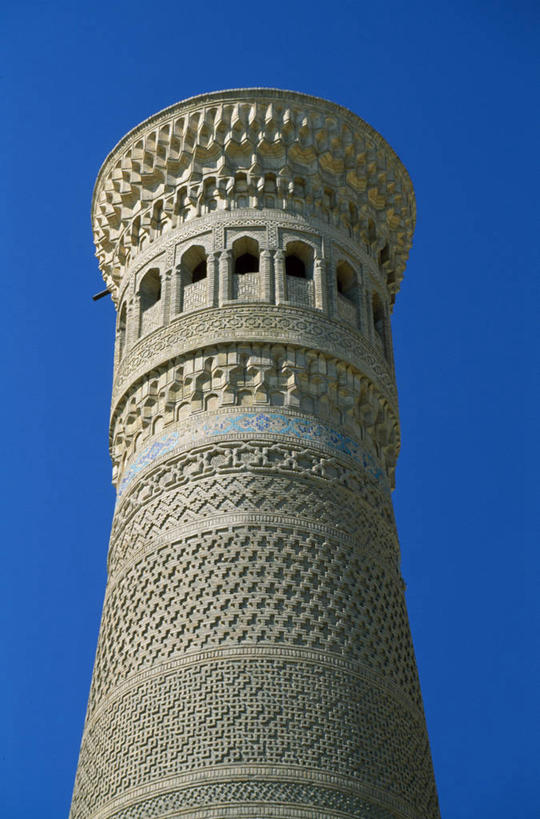 无人,竖图,室外,野生动物,鹦鹉,亚马逊河,秘鲁,鸟类,树,黄色,蓝色,南美,摄影,金刚鹦鹉,拉丁美洲,热带雨林,喂养,彩图,旅行,林区,雨林