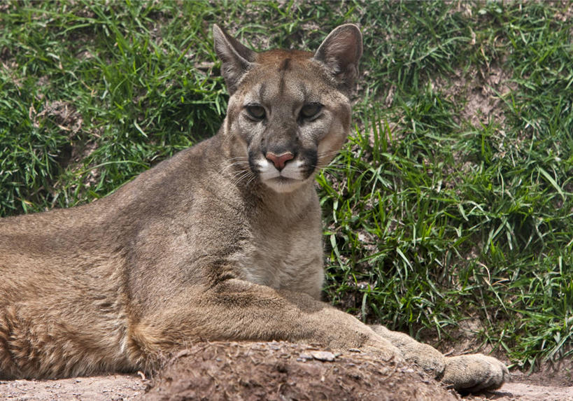 无人,横图,室外,野生动物,鹦鹉,亚马逊河,秘鲁,鸟类,树,黄色,蓝色,南美,摄影,金刚鹦鹉,拉丁美洲,热带雨林,喂养,彩图,旅行,林区,雨林