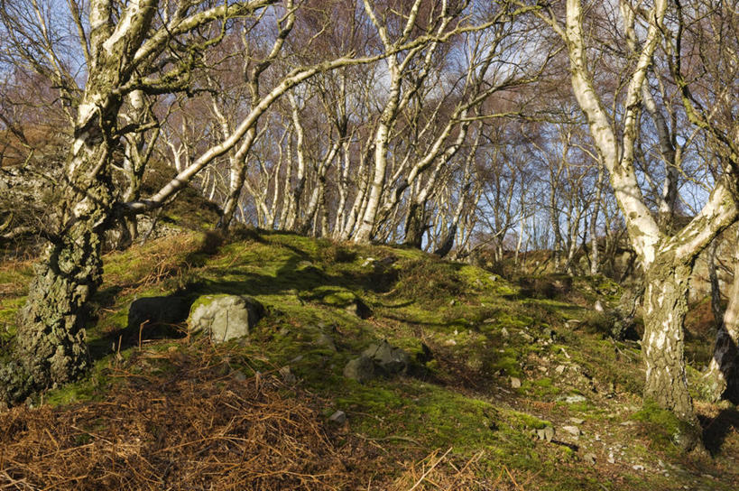 无人,横图,室外,美景,树林,白桦树,日光,英国,木制,地形,景观,冬天,小路,山谷,树,自然,景色,摄影,自然风光,威尔士,登比郡,彩图