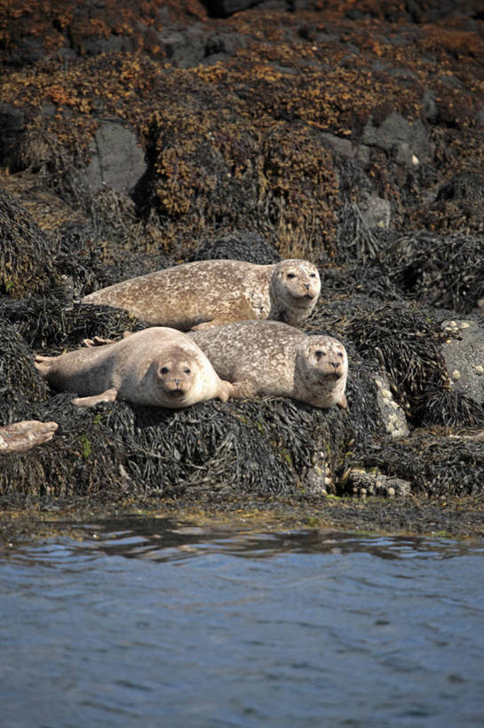无人,躺,竖图,哺乳动物,海豹,野生动物,英国,欧洲,苏格兰,动物,摄影,考古学,英国文化,斑海豹,内赫布里底群岛,外赫布里底群岛,彩图,旅行,海港