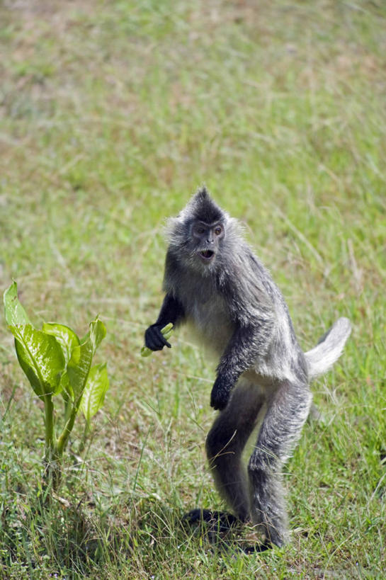 无人,横图,室外,马来西亚,亚洲,沙子,岛,地形,风景,摄影,东南亚,浮罗交怡岛,天堂镇,吉打州,海滩,彩图,旅行,马来文化