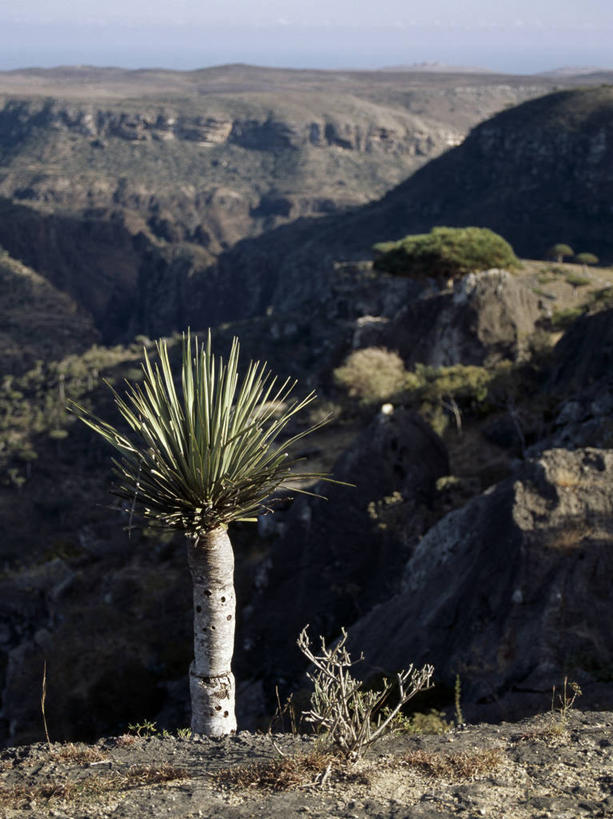 成年人,一个人,坐,竖图,室外,旅游,度假,峡谷,也门,仅一个男性,阴影,地形,山谷,娱乐,风景,自然,享受,休闲,放松,摄影,印度洋,沟壑,男人,群岛,彩图