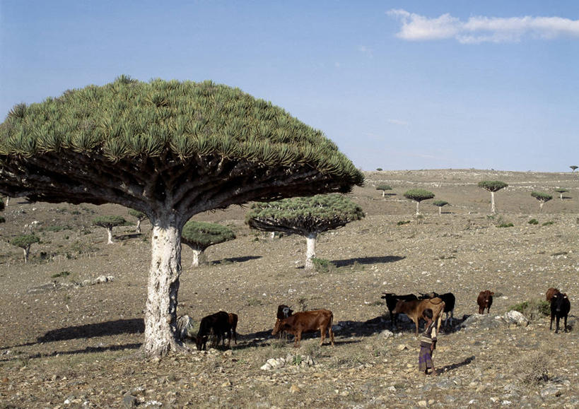 无人,横图,室外,牛,也门,摄影,印度洋,朱砂,群岛,彩图
