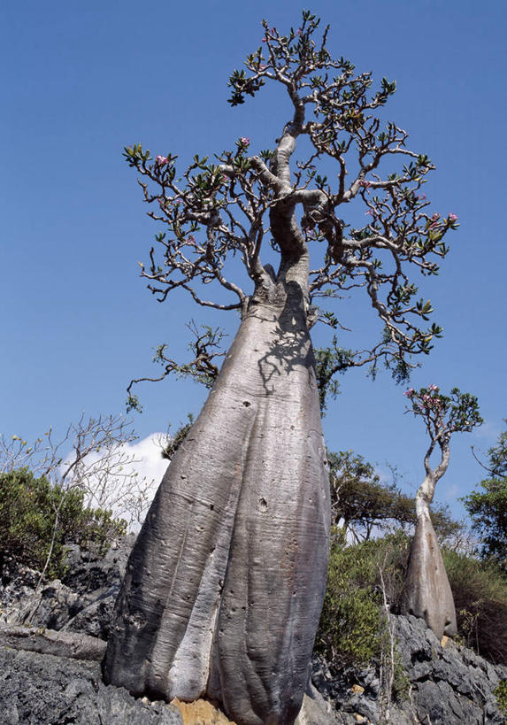 无人,横图,室外,河流,也门,树,小溪,摄影,印度洋,海枣树,群岛,彩图