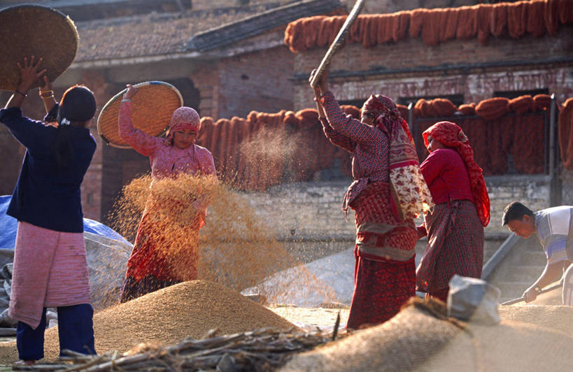 成年人,横图,室外,农业,尼泊尔,亚洲,工作,田地,谷类,食品,首都,热,红色,社区,摄影,收获,种族,努力,加德满都,女人,超级市场,彩图,旅行