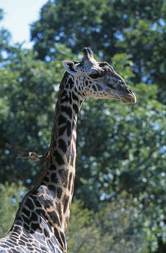 成年人,两个人,丈夫,妻子,露台,横图,室外,白天,旅游,度假,满意,河流,水,阳台,酒店,非洲,赞比亚,行人,游客,游人,房屋,路人,旅客,放松,摄影,享乐,华贵,赞比西河,异性恋,过客,男人,男性,女人,女性,说话,彩图,露天阳台,树屋,伴侣