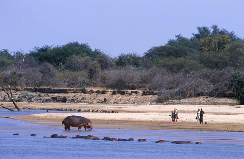 无人,横图,室外,河流,哺乳动物,河马,野生动物,非洲,赞比亚,沙子,联系,动物,摄影,步行,彩图