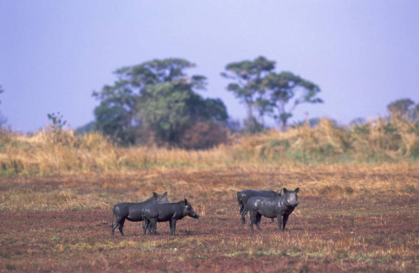无人,横图,室外,哺乳动物,野生动物,疣猪,猪,非洲,赞比亚,长牙,野猪,动物,摄影,国家公园,觅食,野生动物保护区,喂养,卡富埃国家公园,自然保护区,彩图