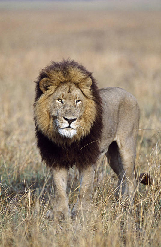 老年人,无人,笑,微笑,横图,室外,白天,骄傲,草原,哺乳动物,野生动物,狮子,非洲,赞比亚,捕食,热,草,动物,平原,眯眼,眯,摄影,国家公园,猫科动物,鬃毛,野生动物保护区,卡富埃国家公园,自然保护区,能力,彩图