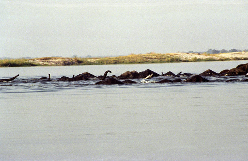 西方人,成年人,一个人,横图,室外,旅游,度假,河流,欧洲,非洲,赞比亚,黑人,欧洲人,仅一个男性,行人,游客,游人,拿着,鱼类,路人,旅客,摄影,海鲷,过客,男人,非洲人,休闲活动,彩图,钓鱼