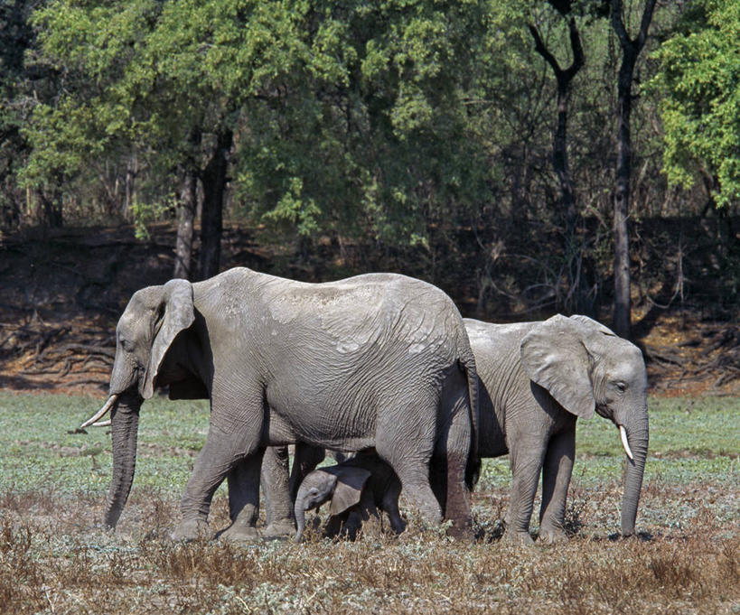无人,横图,室外,野生动物,非洲,赞比亚,长牙,非洲象,动物,摄影,保护,考古学,国家公园,关爱,野生动物保护区,自然保护区,象,彩图,南卢安瓜国家公园