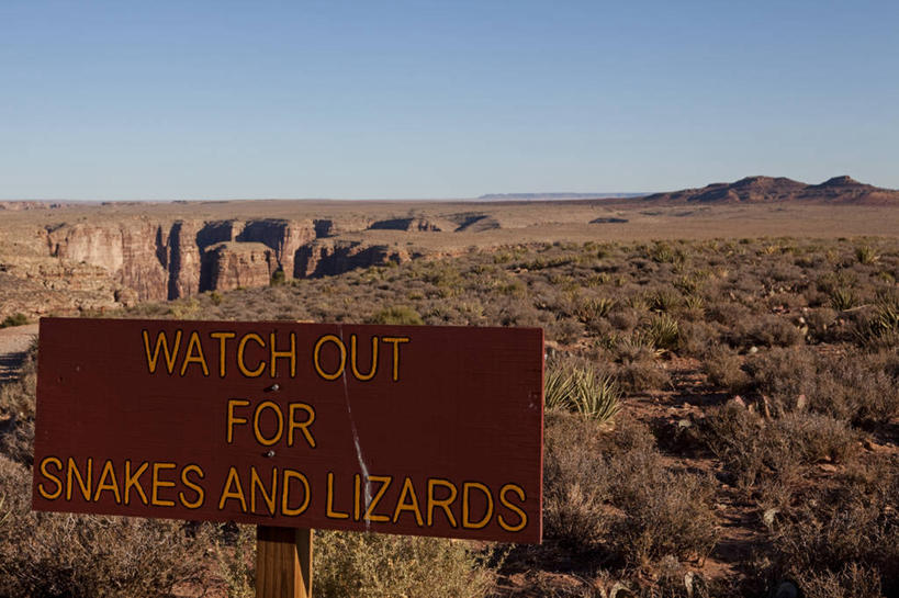 无人,横图,沙漠,指示牌,蜥蜴,美国,蛇,标志,文字,警告,标识,警示,摄影,禁止,提醒,亚利桑那,提示,限制,地质学,沙岩,危险,彩图