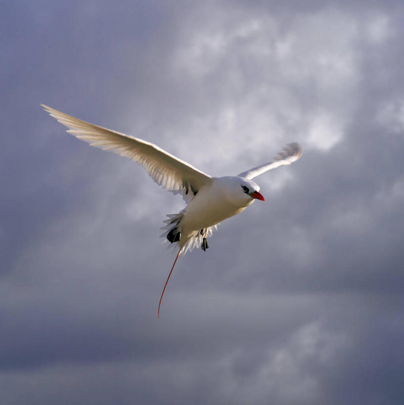 无人,竖图,室外,野生动物,非洲,坦桑尼亚,沙子,非洲象,河床,摄影,东非,象,彩图