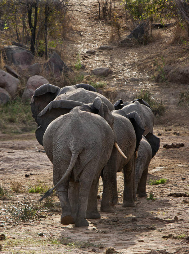 无人,竖图,室外,野生动物,非洲,坦桑尼亚,沙子,非洲象,河床,摄影,东非,象,彩图