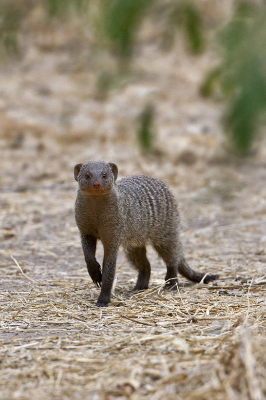 无人,竖图,室外,野生动物,非洲,坦桑尼亚,捕食,摄影,猫鼬,非洲獴,东非,彩图