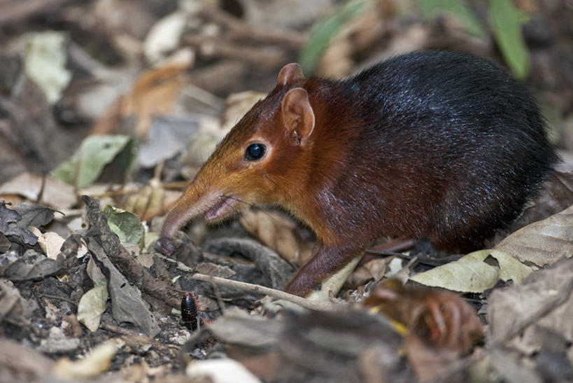 无人,横图,野生动物,非洲,坦桑尼亚,食品,摄影,象鼩,东非,地鼠,彩图