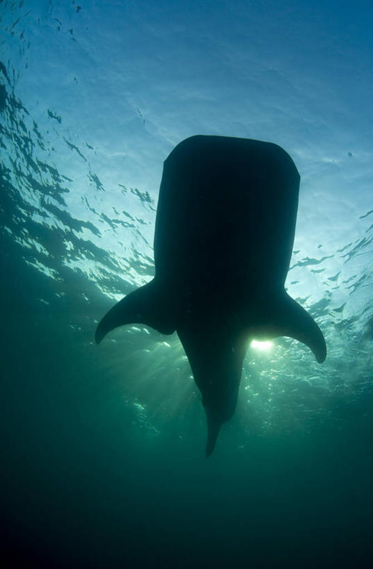 游泳,无人,横图,旅游,水下,海洋,鲨鱼,非洲,吉布提,鱼类,摄影,呼吸管,喂养,水中呼吸器,鲸鲨,冒险,彩图,旅行,水肺潜水