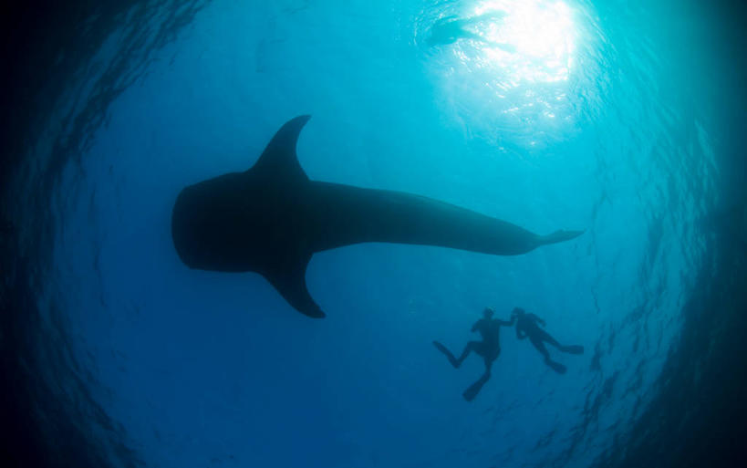 游泳,无人,横图,旅游,水下,海洋,鲨鱼,非洲,吉布提,鱼类,摄影,呼吸管,喂养,水中呼吸器,鲸鲨,冒险,彩图,旅行,水肺潜水