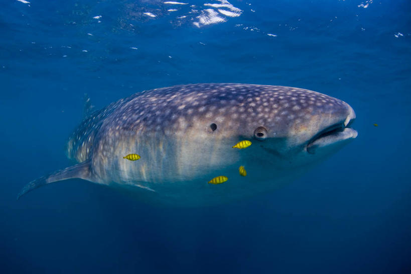 游泳,无人,横图,旅游,水下,海洋,鲨鱼,非洲,吉布提,鱼类,摄影,呼吸管,喂养,水中呼吸器,鲸鲨,冒险,彩图,旅行,水肺潜水