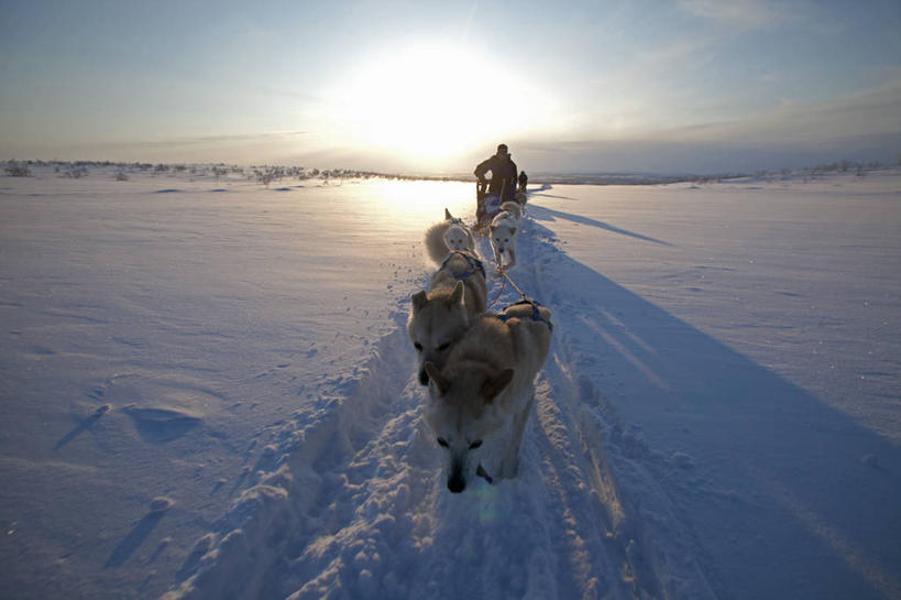 无人,同事,横图,室外,探险,旅途,成功,合作,团队,集体,信心,北极,雪,狗,挪威,天气,北,队伍,车队,寒冷,摄影,气象,领导,气候,斯堪的纳维亚,成就,雪橇犬,合伙,领袖,纯净,斯堪狄纳维亚半岛,彩图,旅行