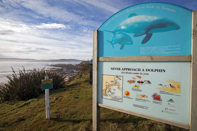 无人,横图,室外,旅游,野生动物,新西兰,标志,教育,摄影,鲸,新西兰南岛,海滩,彩图,旅行