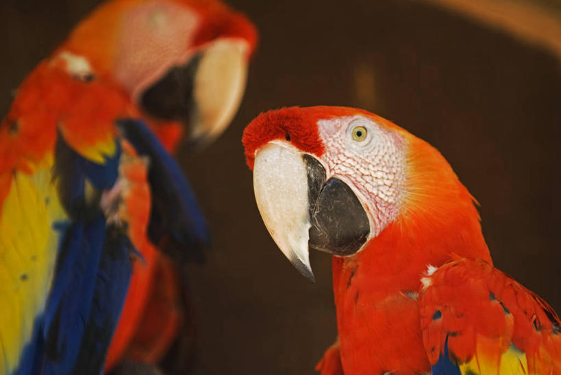 无人,横图,彩色,野生动物,鹦鹉,羽毛,洪都拉斯,鸟类,红色,自然,动物,摄影,五颜六色,明亮,色彩斑斓,金刚鹦鹉,专心,北美,北美洲,中美洲,拉丁美洲,美洲,五彩缤纷,喙,机敏,北亚美利加洲,亚美利加洲,五彩斑斓,洪都拉斯共和国,五光十色,科潘,科潘玛雅遗址,科潘遗址,彩图