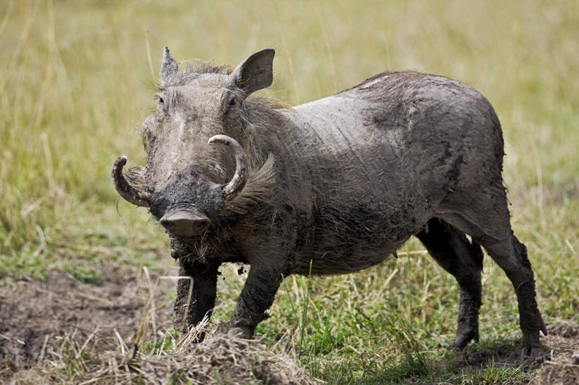 无人,横图,哺乳动物,野生动物,疣猪,猪,非洲,肯尼亚,长牙,动物,摄影,彩图,马赛马拉国家保护区