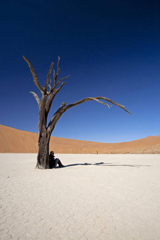 西方人,无人,横图,室外,沙漠,欧洲,非洲,纳米比亚,黑人,欧洲人,沙子,沙丘,树,摄影,干的,非洲人,彩图