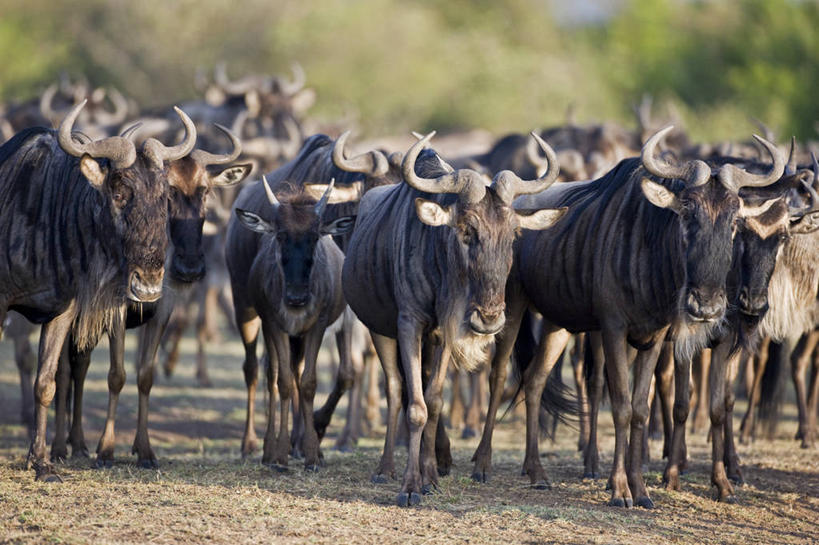 无人,横图,室外,哺乳动物,野生动物,非洲,肯尼亚,动物,摄影,食草动物,迁徙,非洲大羚,野生动物保护区,自然保护区,蓝牛羚,彩图,马赛马拉国家保护区
