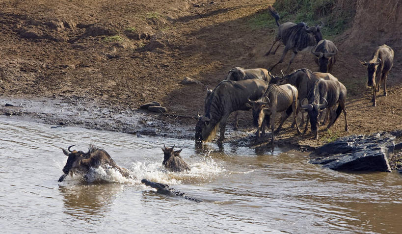 游泳,无人,横图,室外,鳄鱼,野生动物,非洲,肯尼亚,捕食,动物,摄影,迁徙,恐怖,非洲大羚,尼罗鳄,埋伏,自然保护区,蓝牛羚,恐惧,危险,彩图,马赛马拉国家保护区,罢工
