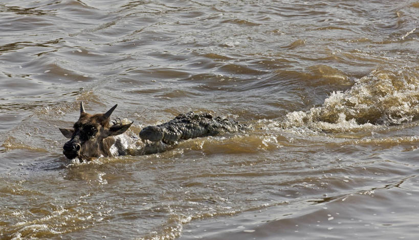 游泳,无人,横图,室外,鳄鱼,野生动物,非洲,肯尼亚,捕食,动物,摄影,迁徙,恐怖,非洲大羚,尼罗鳄,埋伏,自然保护区,蓝牛羚,恐惧,危险,彩图,马赛马拉国家保护区,罢工