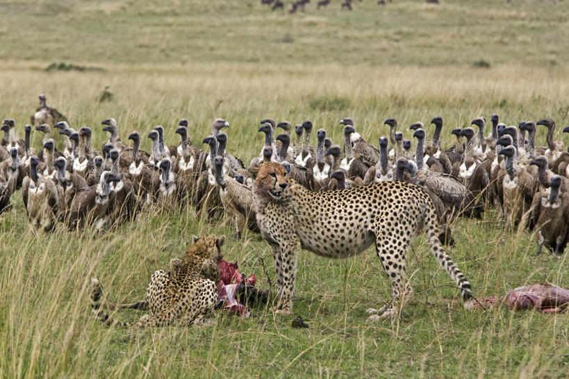 西方人,无人,吃,横图,室外,沙漠,欧洲,非洲,纳米比亚,黑人,欧洲人,自然,摄影,环境,野猫,纳米布沙漠,濒危物种,非洲人,猎豹,彩图,生态多样性